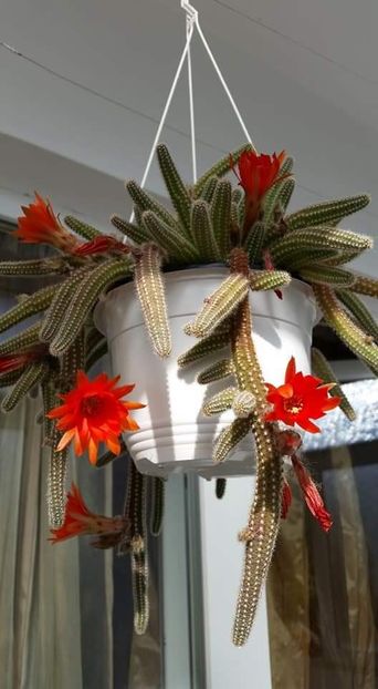 Chamaecereus - Cactuși