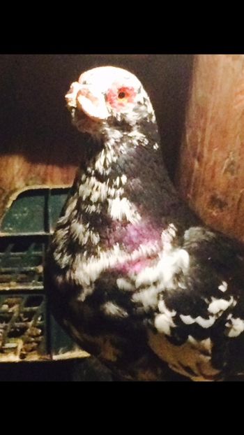 image - Berberi 2019