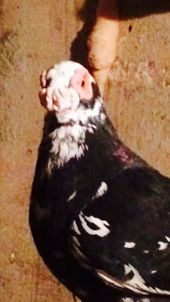 image - Berberi 2019