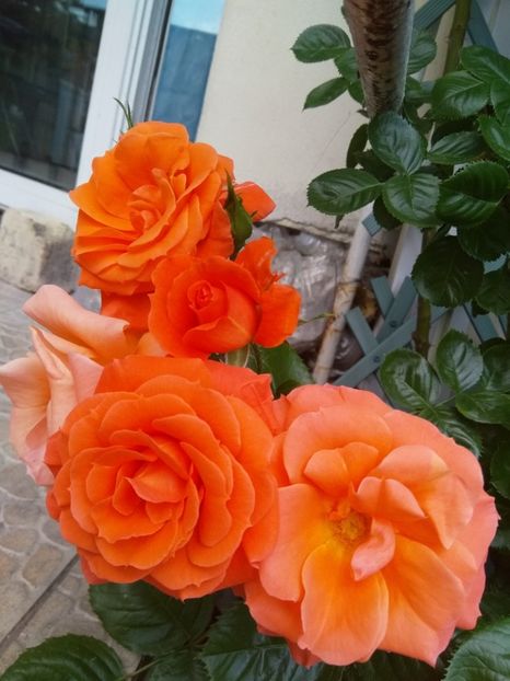 Cațarator - Trandafiri