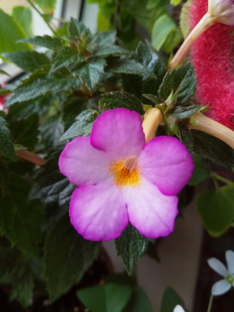  - Achimenes