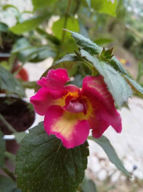  - Achimenes