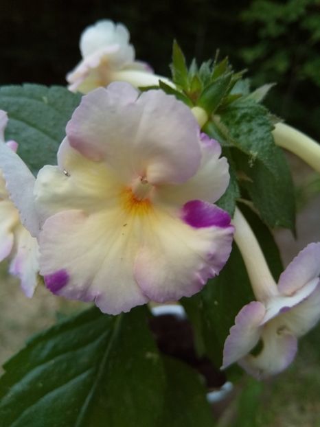  - Achimenes