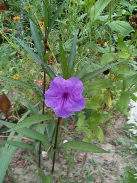  - Ruellia mov