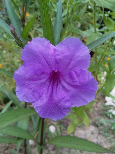  - Ruellia mov