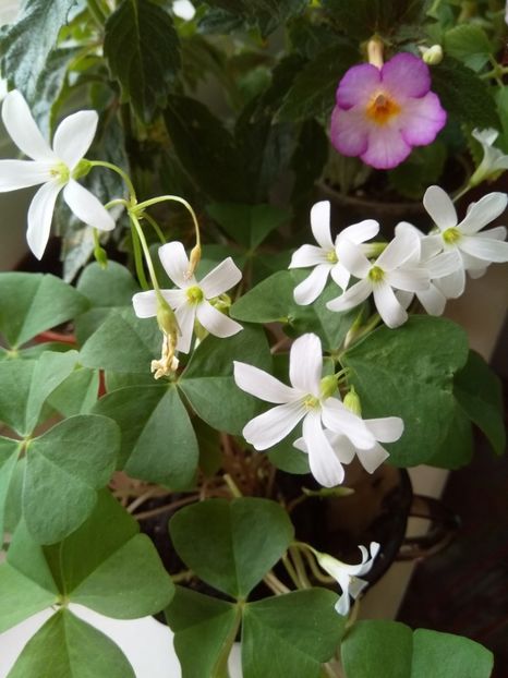  - Oxalis