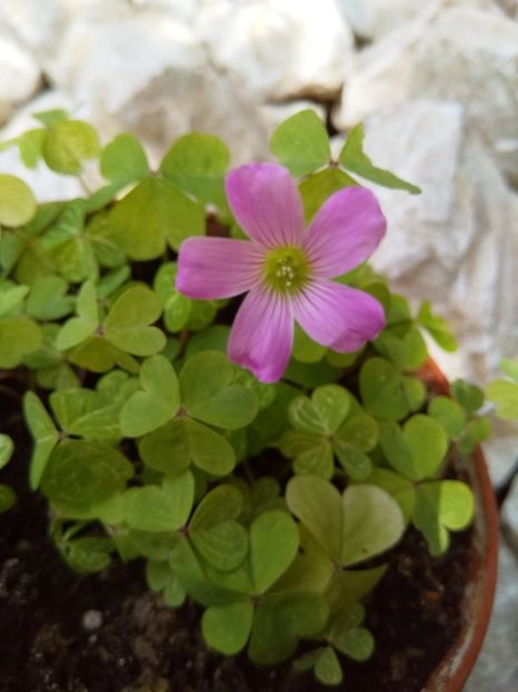  - Oxalis