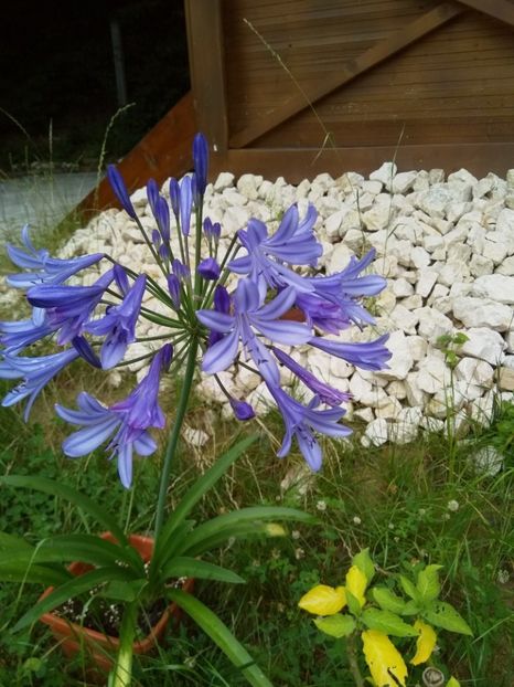  - Agapanthus