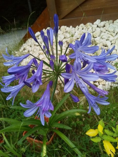  - Agapanthus