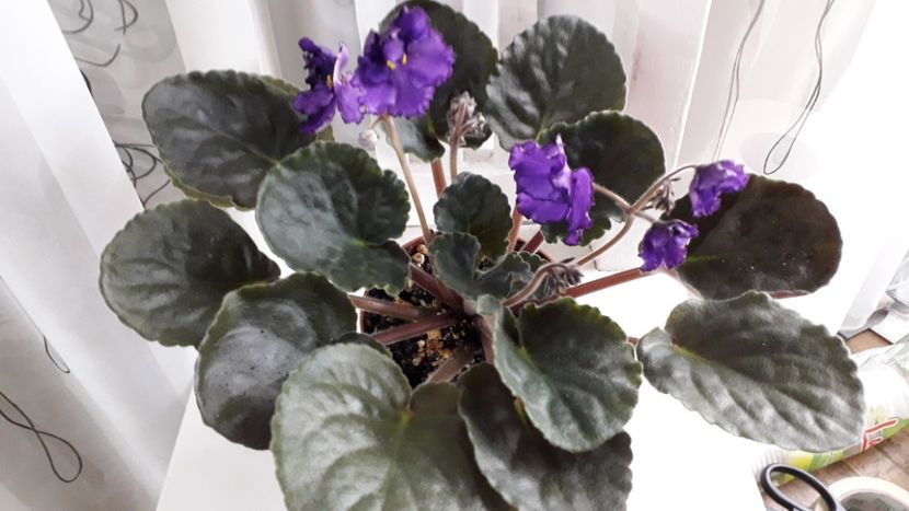  - ZZ Lyons Plum Puding