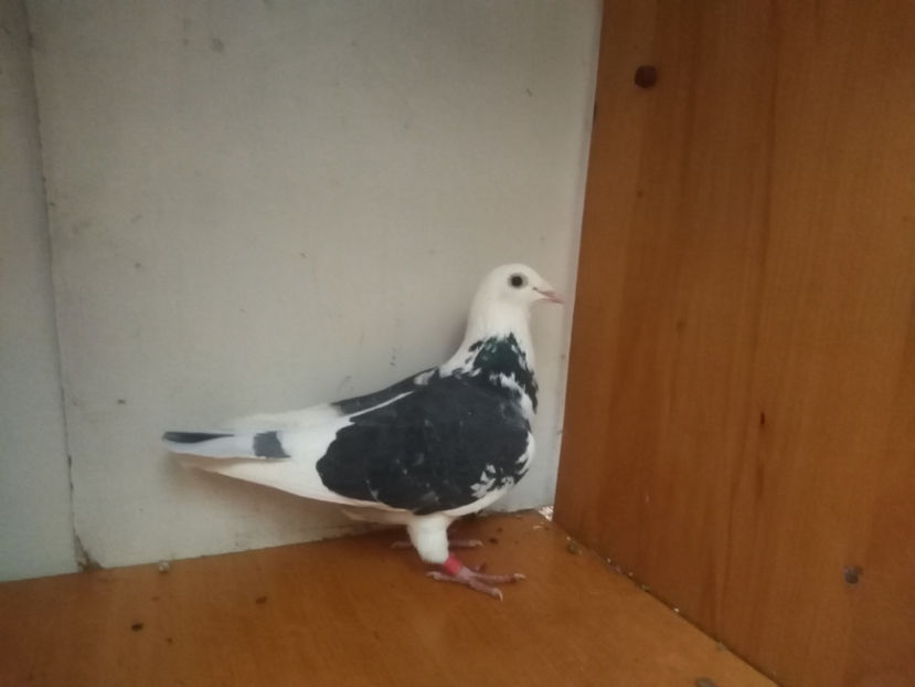 F.2017 - Porumbei  vinduti