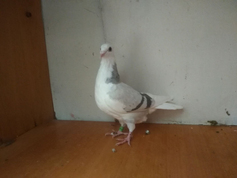 F.2018 - Porumbei  vinduti