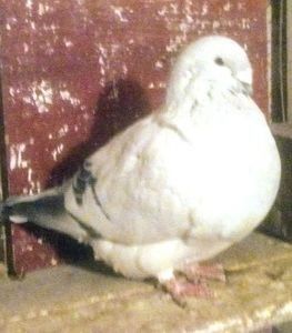 111843488_HCPBHGN3 - - A - CRESCATOR POLIVALENT