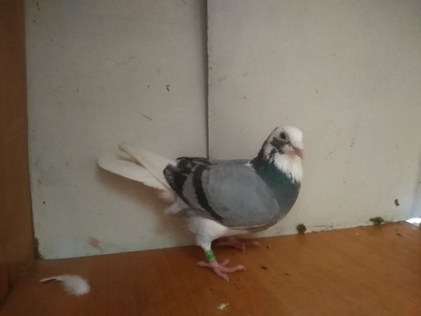 F.2018 - Porumbei  vinduti