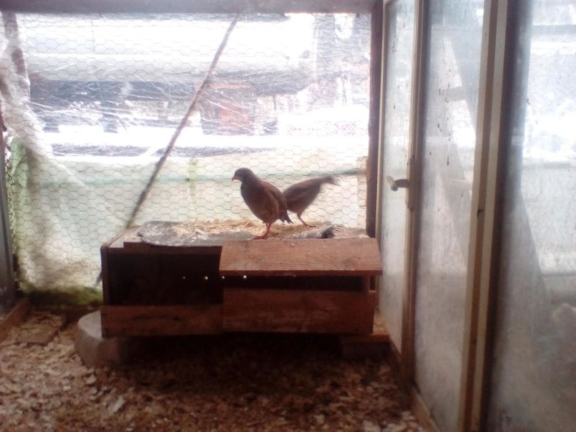  - 4-Potărniche de stăncă