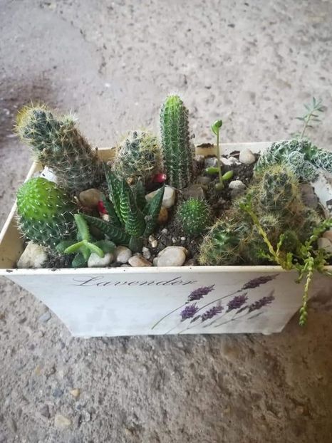  - SUCULENTE SI CACTUSI