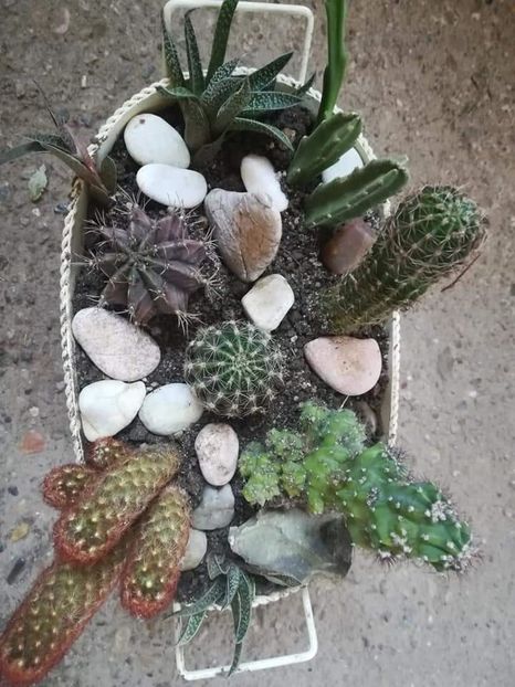  - SUCULENTE SI CACTUSI