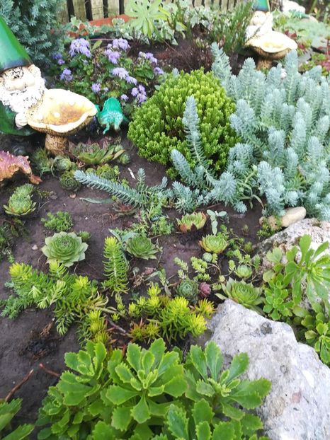  - SUCULENTE SI CACTUSI
