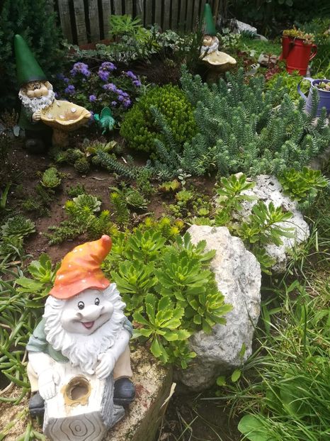  - SUCULENTE SI CACTUSI
