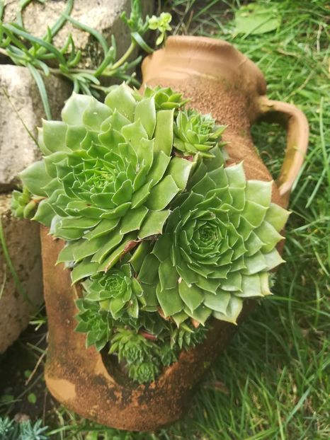  - SUCULENTE SI CACTUSI