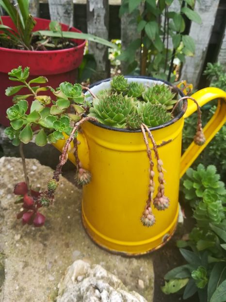  - SUCULENTE SI CACTUSI