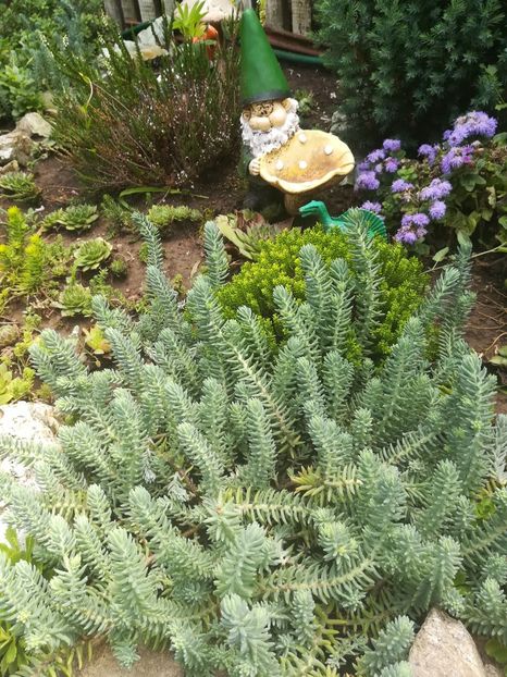  - SUCULENTE SI CACTUSI