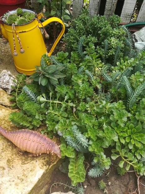  - SUCULENTE SI CACTUSI