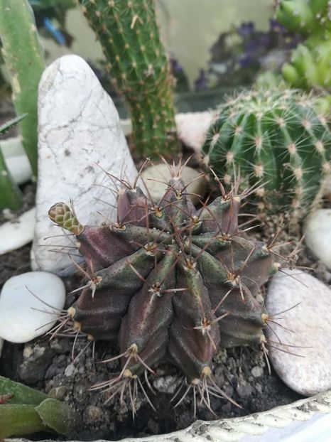  - SUCULENTE SI CACTUSI