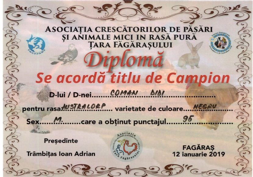 Tara Fagarasului 2019 - 04 Cupe si diplome obtinute