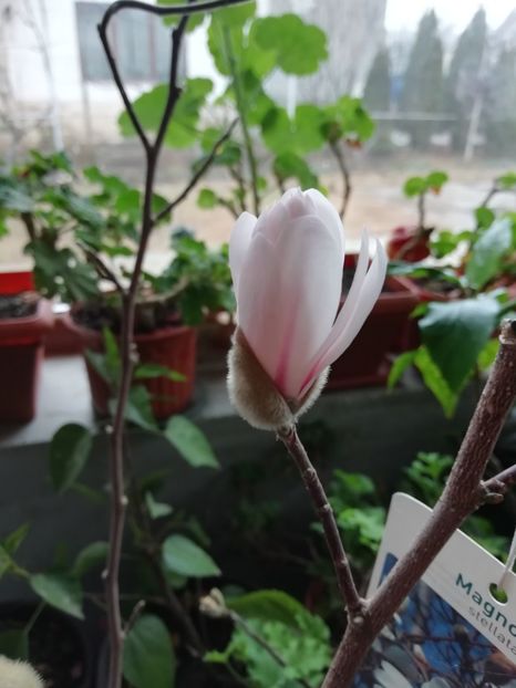25.01.19 - Magnolia stellata