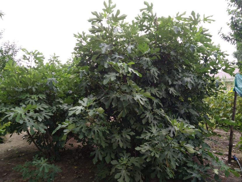 smochini - Arbusti fructiferi