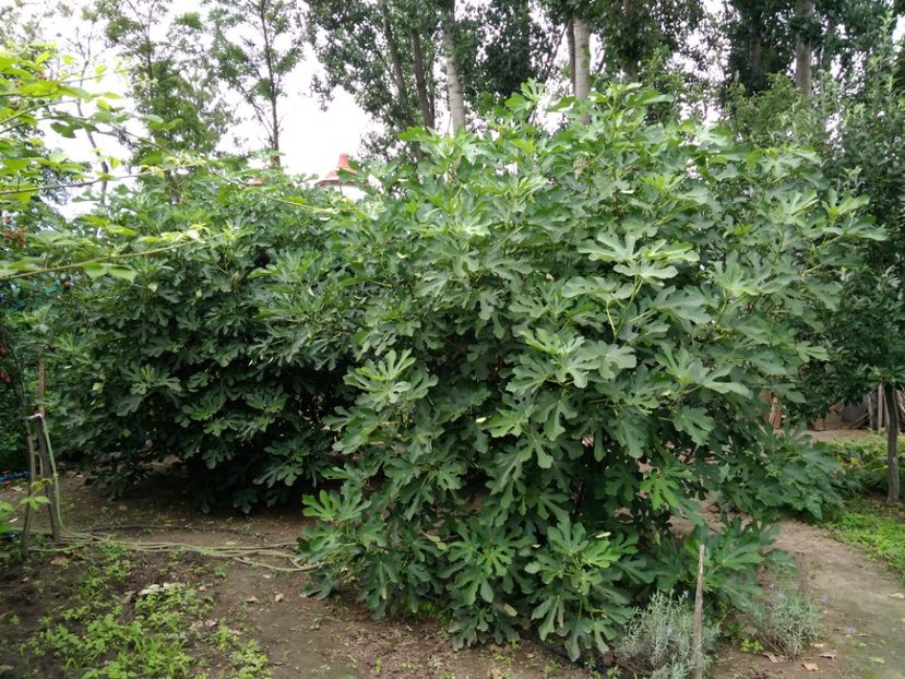 smochini - Arbusti fructiferi