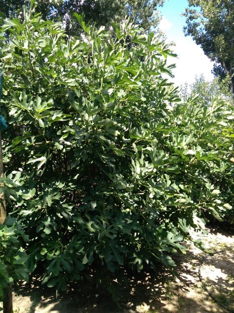  - Arbusti fructiferi