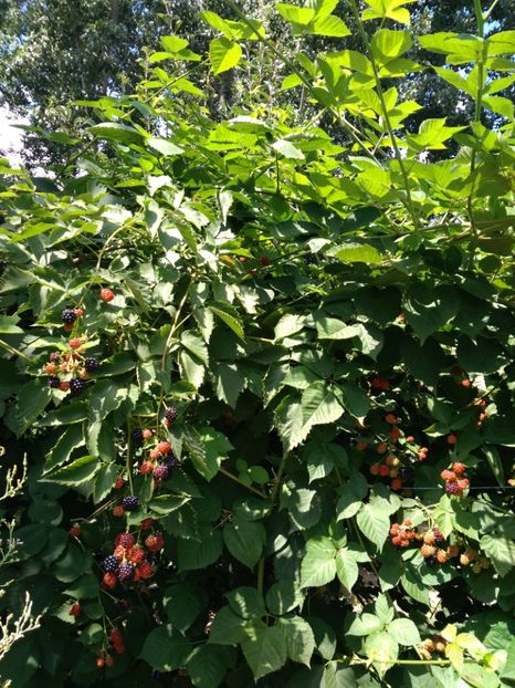  - Arbusti fructiferi