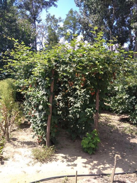  - Arbusti fructiferi