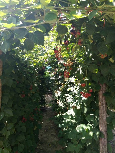  - Arbusti fructiferi