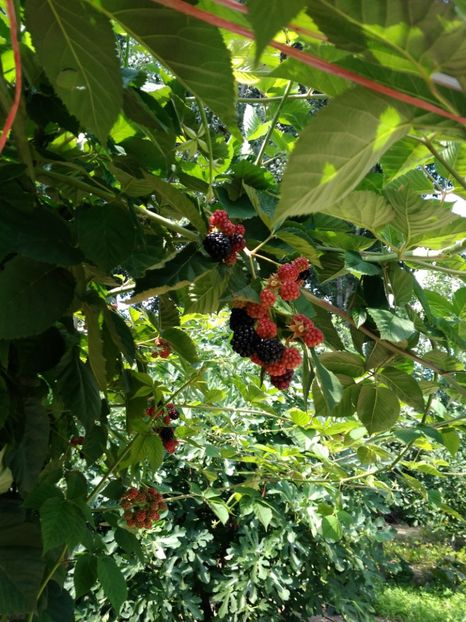  - Arbusti fructiferi