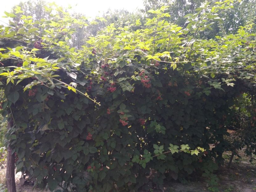 muri - Arbusti fructiferi