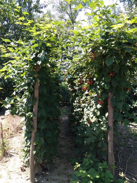  - Arbusti fructiferi