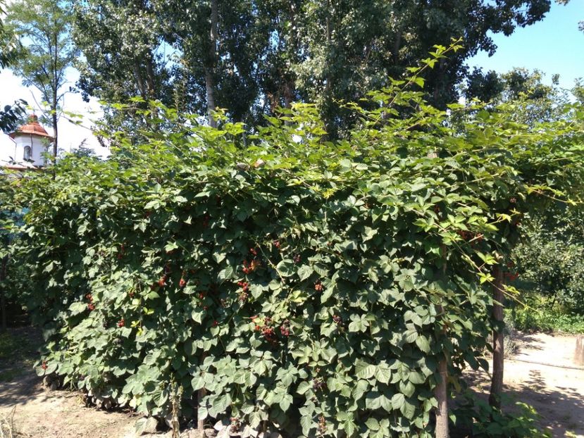  - Arbusti fructiferi