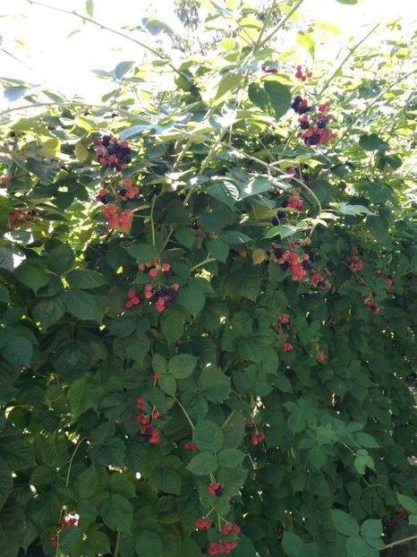  - Arbusti fructiferi