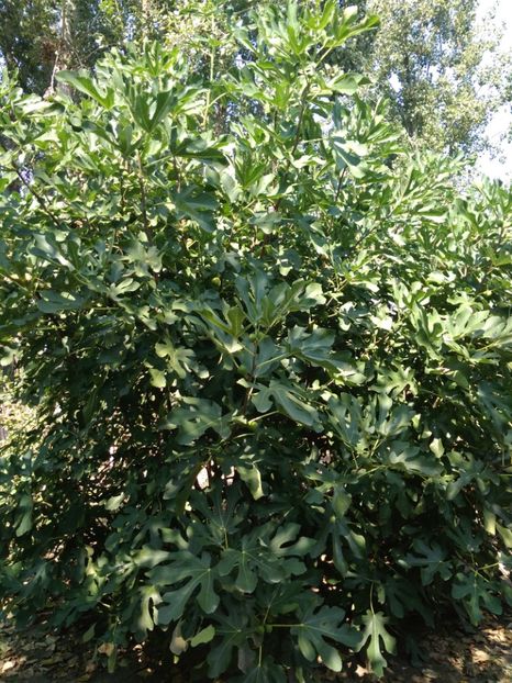  - Arbusti fructiferi