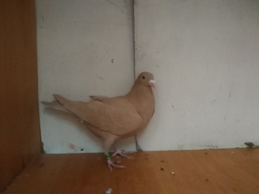 F.2018 - Porumbei  vinduti