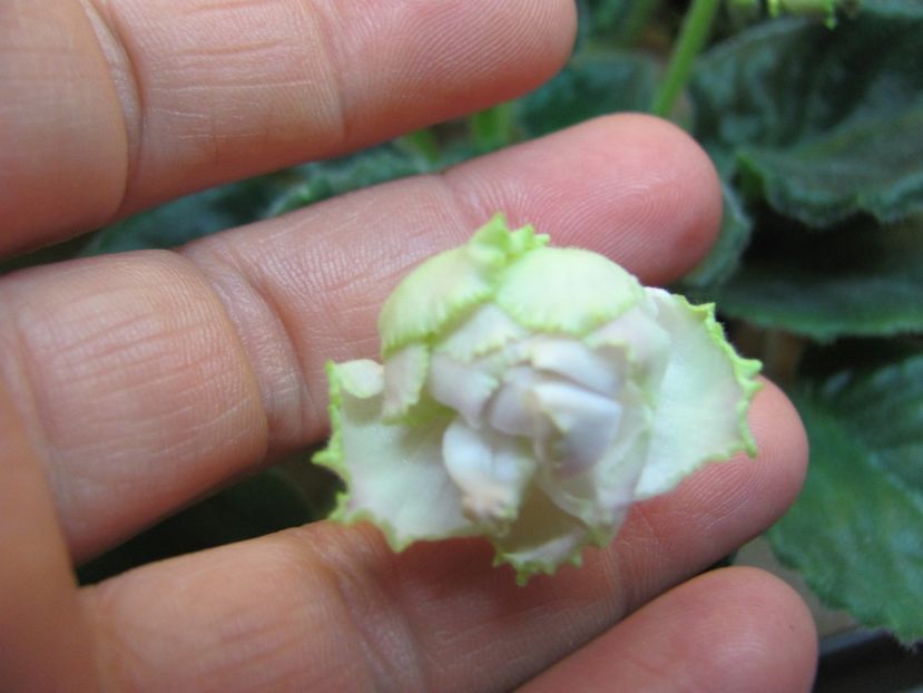  - ZZLE Parnaskya Roza