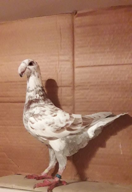 2018 - Matca masculi 2019