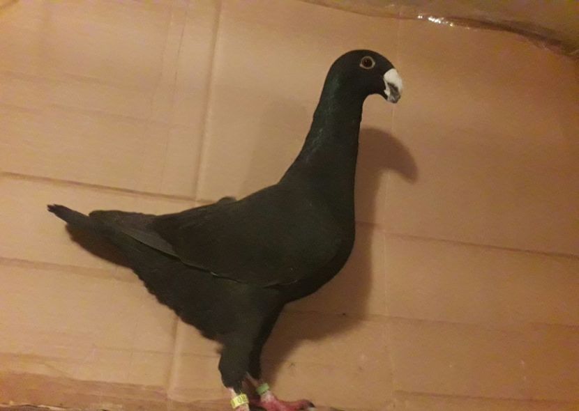 2017 - Matca masculi 2019