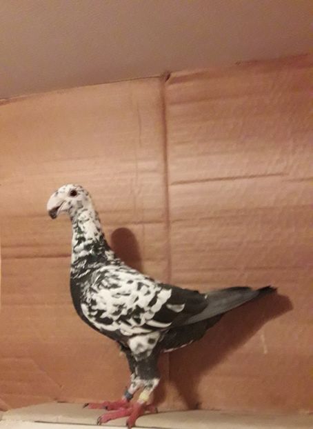 2018 - Matca femele 2019