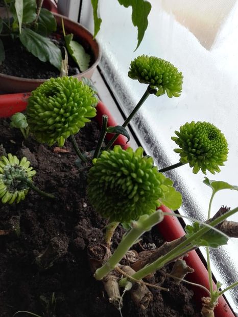 50667323_916352298561518_5801152356078845952_n (1) - crizanteme