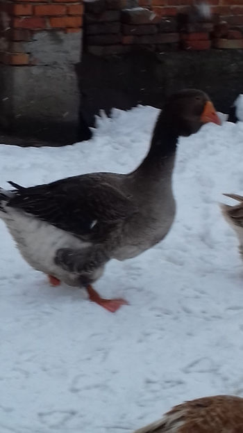  - Gaste Toulouse De Expoziție