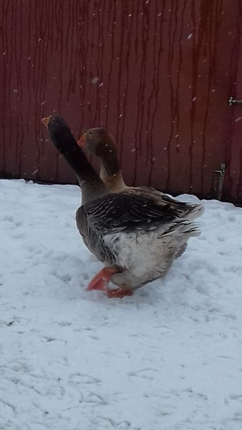  - Gaste Toulouse De Expoziție